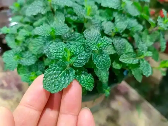 薄荷怎么养? _www.isenlin.cn