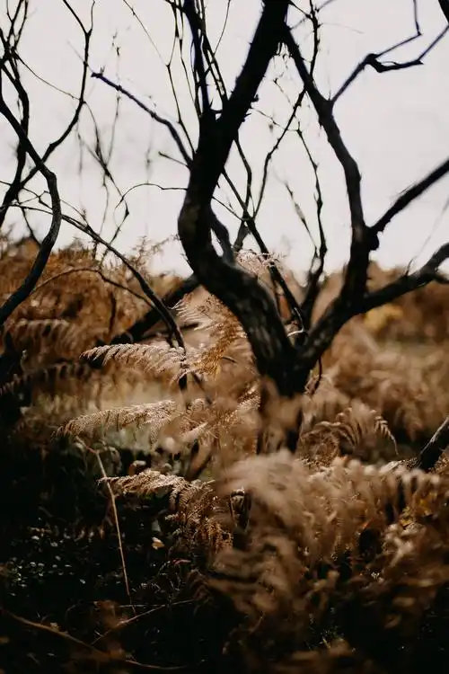 棕色唯美艺术户外风景图片