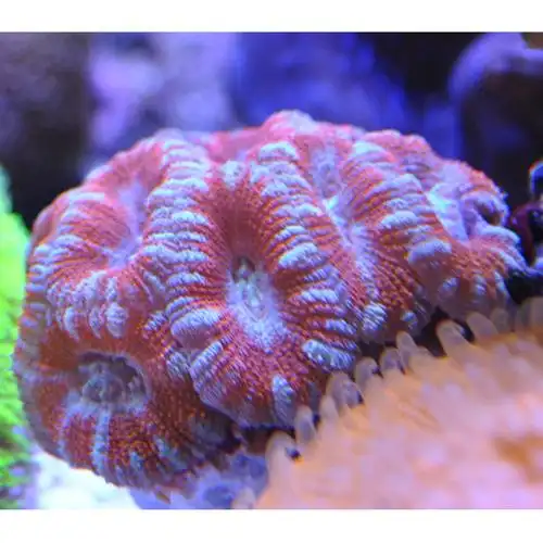 糖果脑纽扣脑珊瑚lps软体荧光珊瑚海水缸真体活物脑类软体断肢