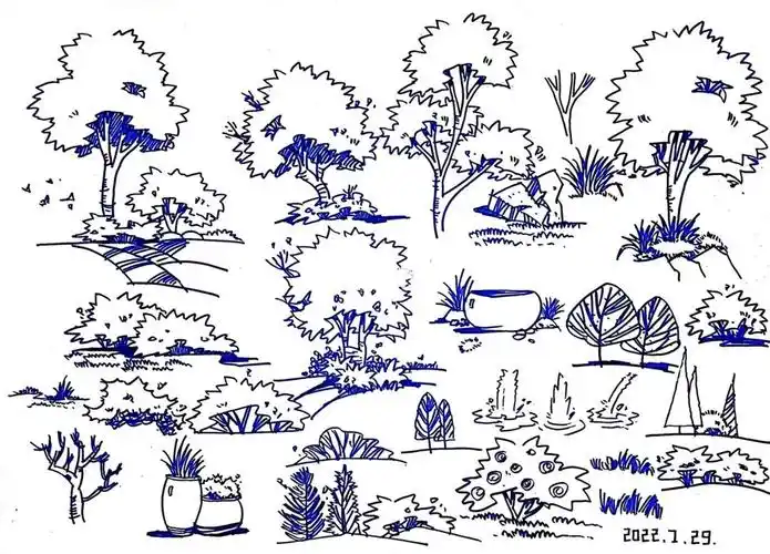 8day风景园林植物组团手绘练习