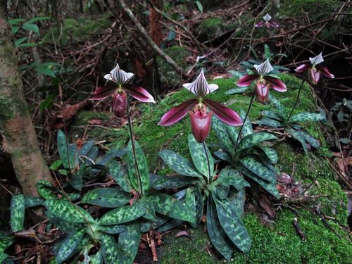 原生香港小姐兜兰紫纹兜兰洋兰稀少品种庭院阳台植物好养易活