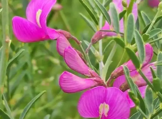 野豌豆变蔬菜从"采薇"开始,5种特殊用途可使薇菜"变草为宝"