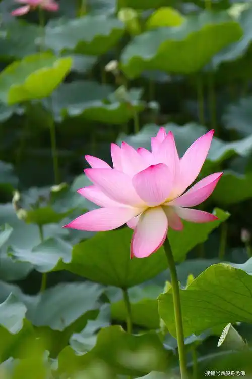 阿弥陀佛就是汝心;别老当凡夫心_专志_成就_极乐世界