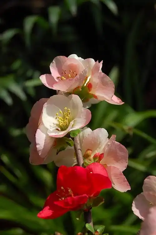 东洋锦海棠新秀