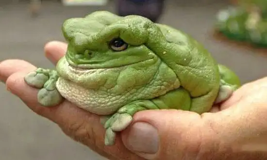 盘点神秘恐怖的动物山羊吸血怪卓柏卡布拉6