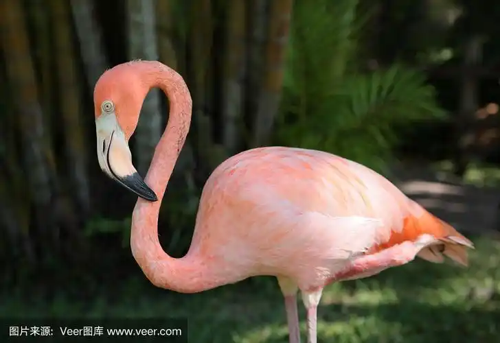 火烈鸟,粉色,自然,热带鸟,野生动物