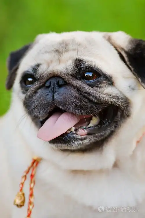 有趣的哈巴狗肖像