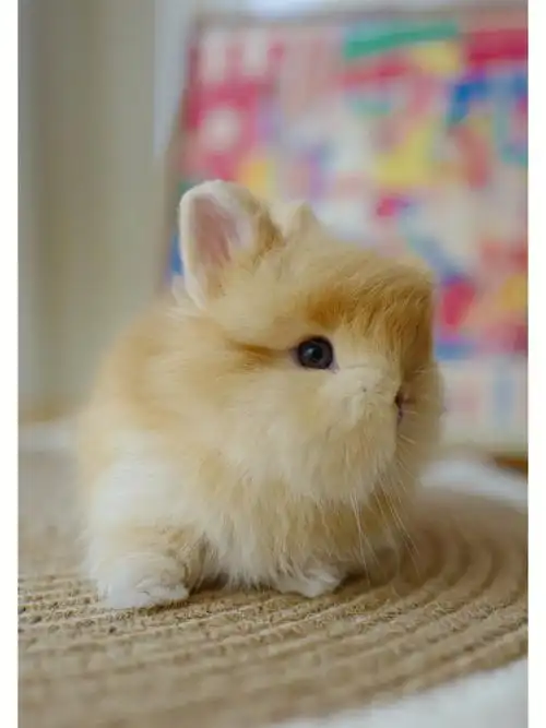 四只小可爱明天就满月了侏儒兔宝宝