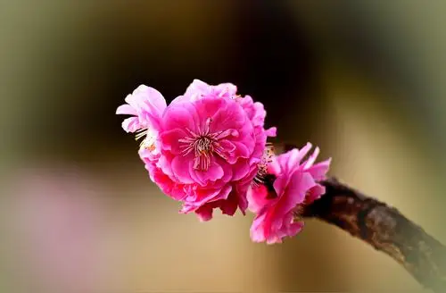 青岛十梅庵公园的梅花