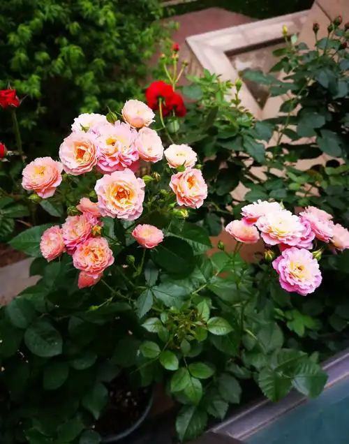 阳台盆栽新宠—小魔女甜心,花朵美又香,丰花勤花,冬天也有花看