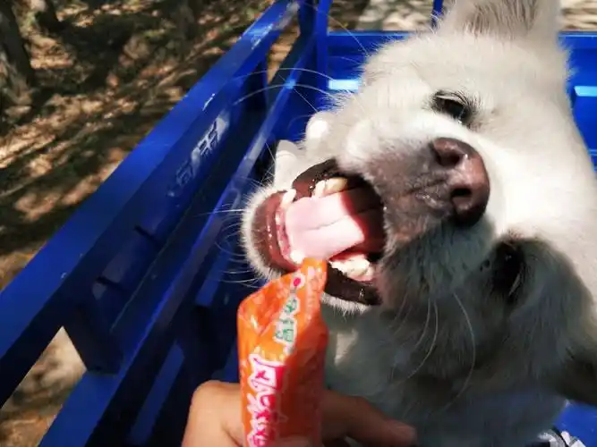 手臂上肌肉裹着一层脂肪,看着就很壮实[苦笑][炸弹]附三胖子渴望香肠