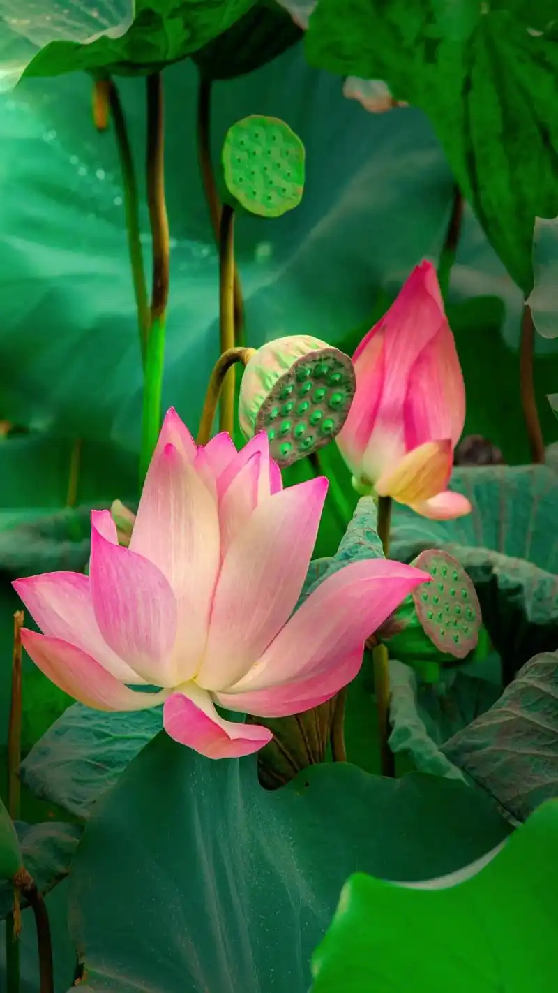 荷塘美景#出淤泥而不染 #荷花 #唯美意境#自然美 #抖音图 - 抖音