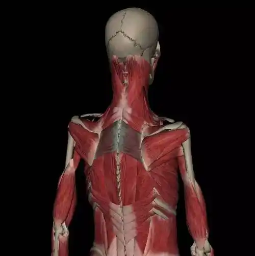 上斜方肌发力机制上斜方肌解剖示意图|图源:3dbody解剖上斜方肌收缩