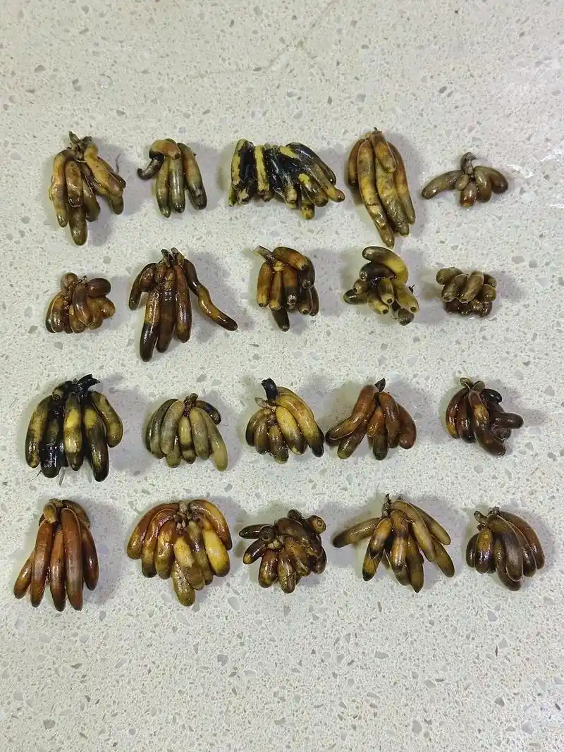 原生墨西哥黄睡莲(小型)-香蕉根茎.泡水里,温度到了就会发芽 - 抖音