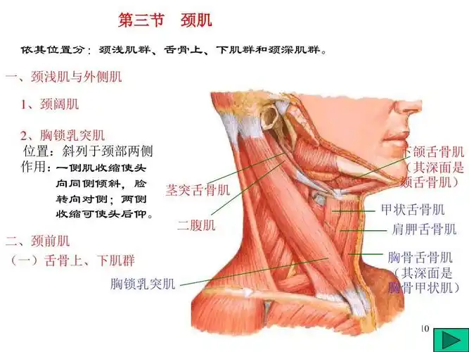 运动解剖学(肌学)_word文档在线阅读与下载_无忧文档