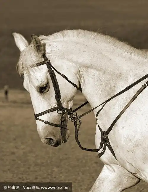 一匹白马的侧面