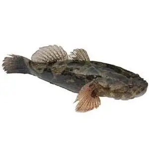 (鲜活)野生笋壳鱼 时价 只限北京 500克