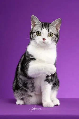 美国短毛猫|摄影|宠物摄影|amyworks赛猫摄影 - 原创作品 - 站酷 (zco