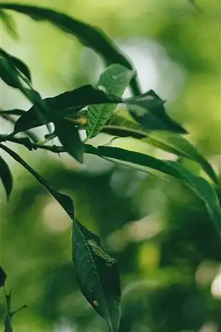 绿色的树叶,树枝,背景虚化 iphone 壁纸