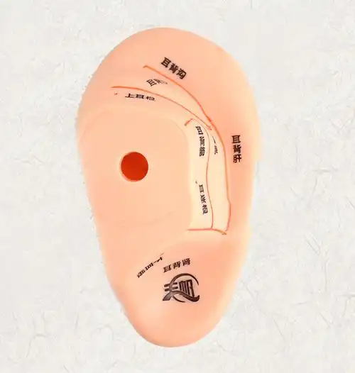 丰帆刻字13厘米耳模型耳朵模型耳部反射区按摩耳模型标准耳贴穴位