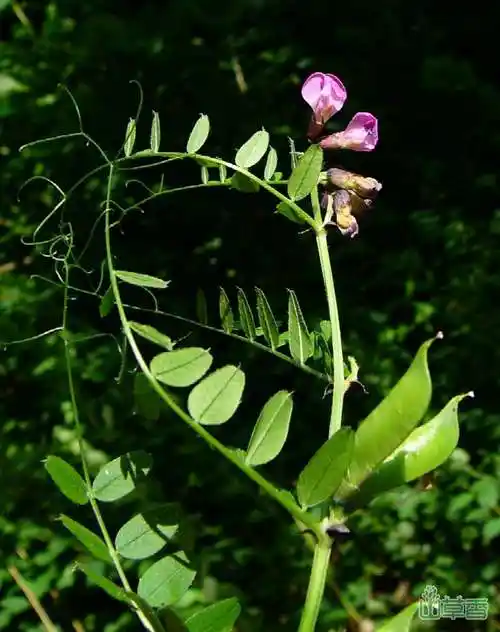 野豌豆的功效和作用