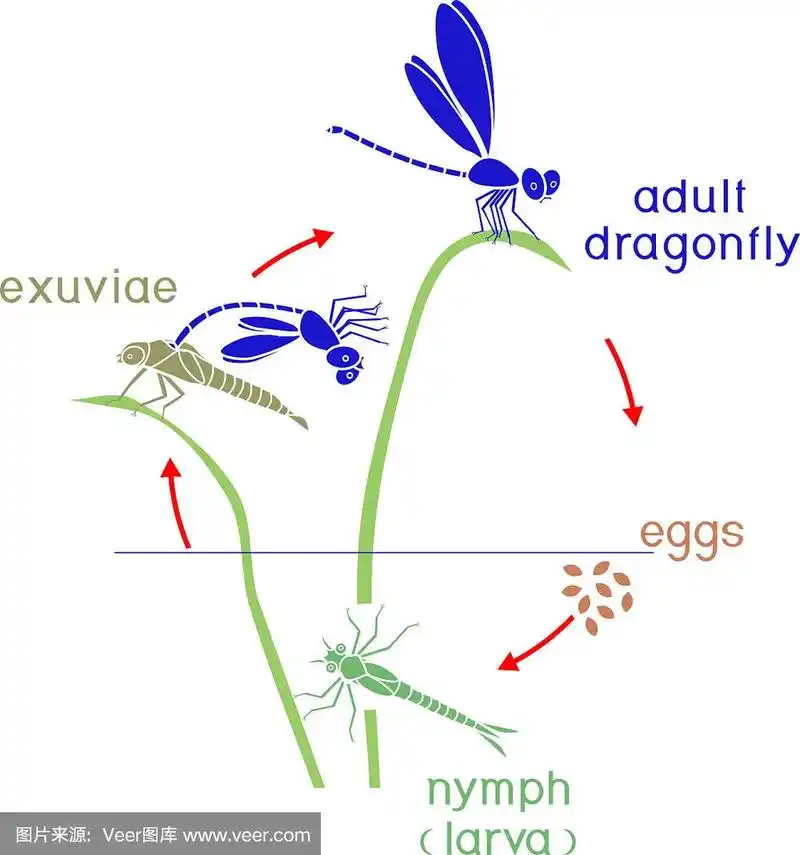 蜻蜓的生命周期.蜻蜓从卵到成虫的发育阶段顺序
