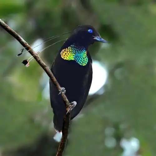 极乐鸟阿法六线风鸟