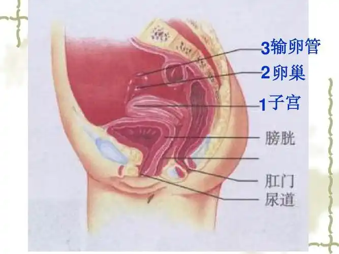 3输卵管   卵巢 1子宫