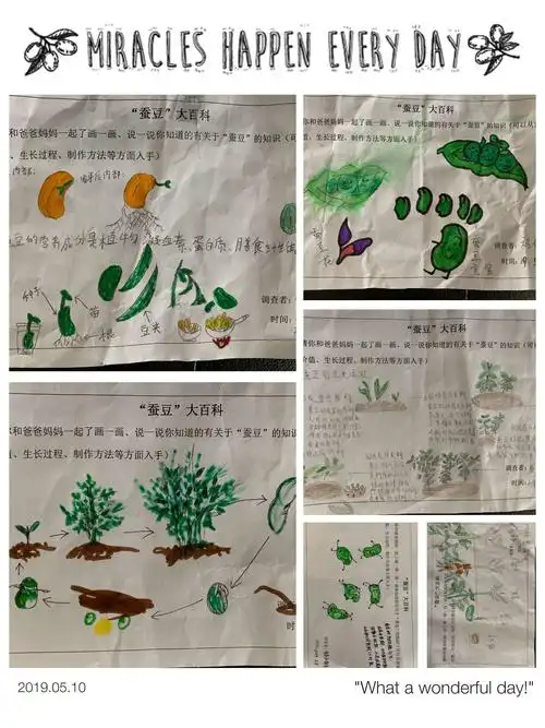 快乐种植—蚕豆记 马桥镇侯河幼儿园 小班