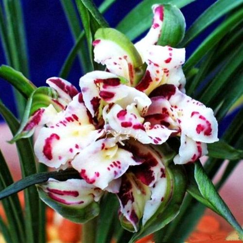 兰花苗浓香春兰奇花 盛世牡丹 老种盆栽桌面绿植室内广兴花卉包邮