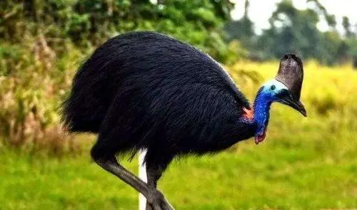 世界十大不会飞的鸟类企鹅也是鸟但是太胖了飞不起来