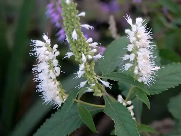 香薷的功效与作用