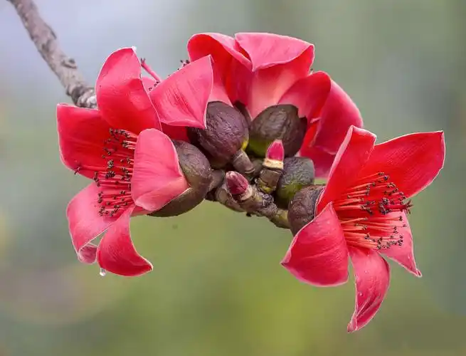 木棉树开英雄花