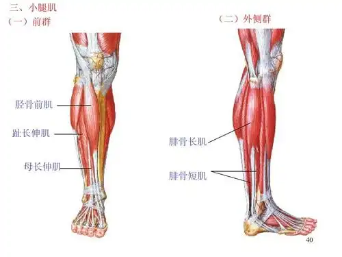 第40页 (共43页,当前第40页) 你可能喜欢 最全人体解剖图 人体肌肉