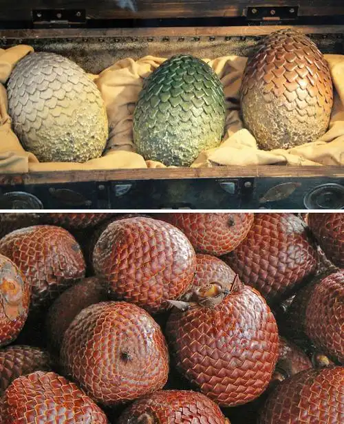 水果叫做布里奇buriti是棕榈目棕榈科曲叶毛榈mauritiaflexuosa的果实