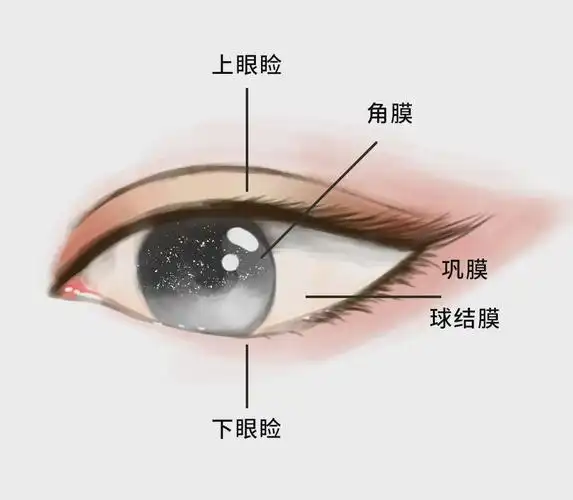 眼球_眼睑_泪道