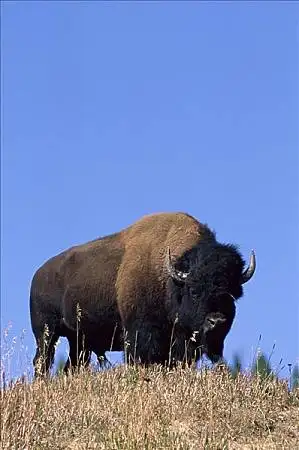 美洲野牛图片_图片大全