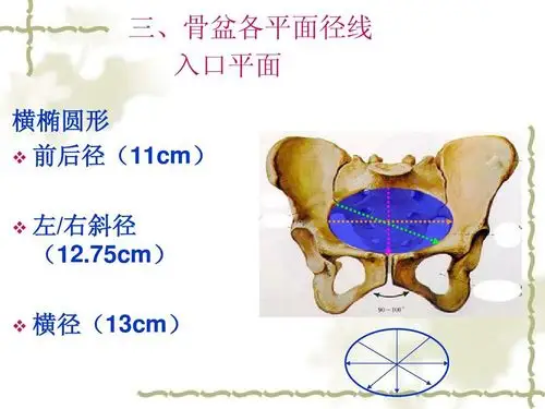 p>骨盆入口平面(pelvic inlet plane)为为骨缘盆腔上口,呈横椭圆形.