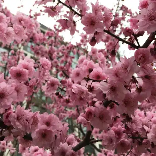 红叶美人梅红叶美人梅