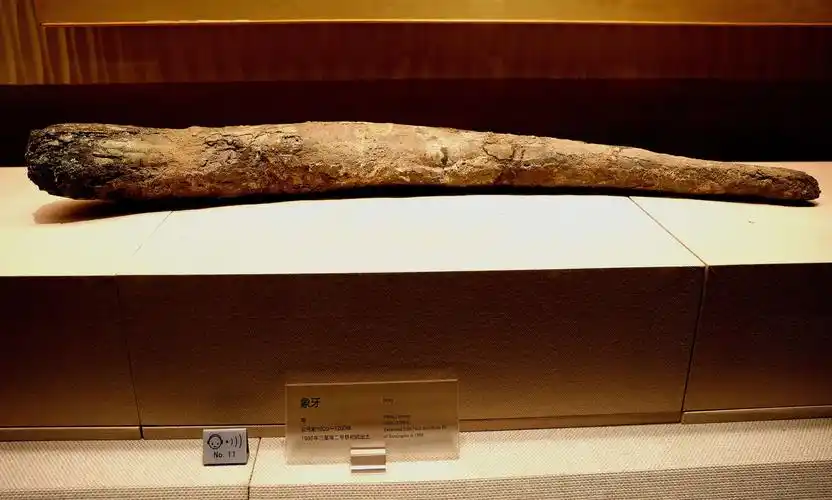 中华文明瑰宝-三星堆主要文物观览