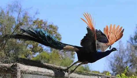 探花雀儿满天飞在线观看雀儿满天飞在线观看2022已更新今日动态