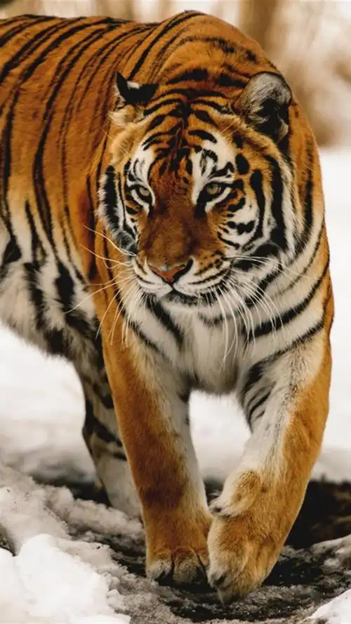 百兽之王老虎,高清图片,手机锁屏桌面-壁纸族