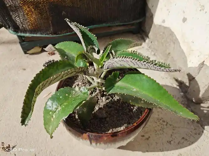 我家的动物朋友——2020年11月9日