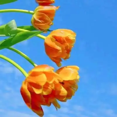 唯美风景头像图片大全高清