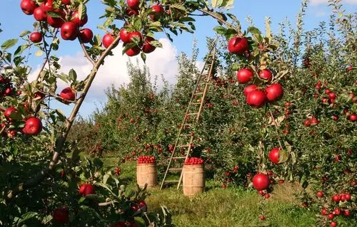 apple trees buying guide