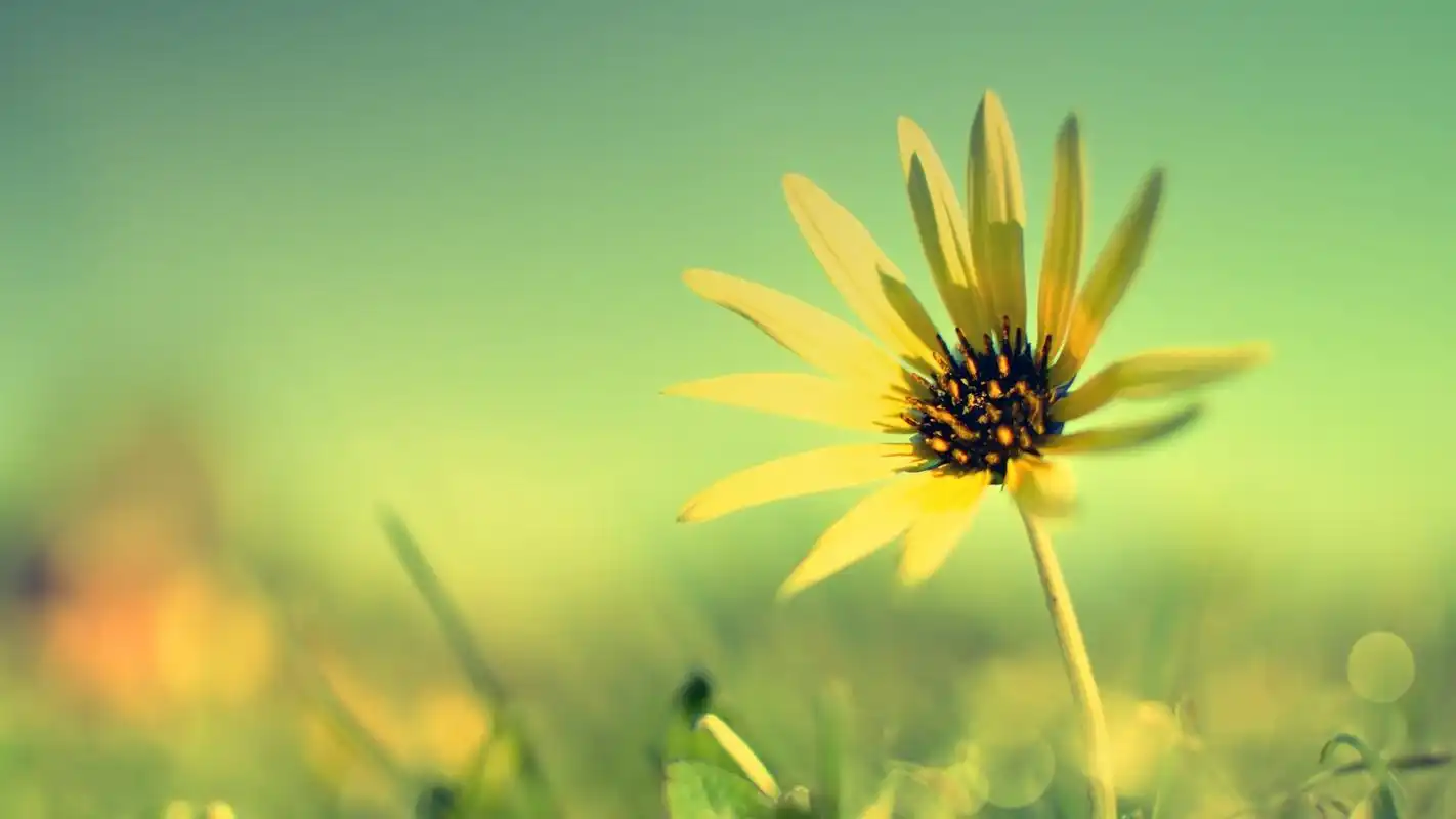 清新唯美的花朵特写图片高清壁纸