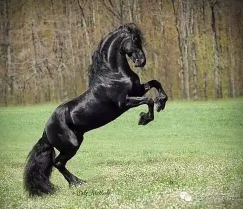 很大只很温柔的冷血马