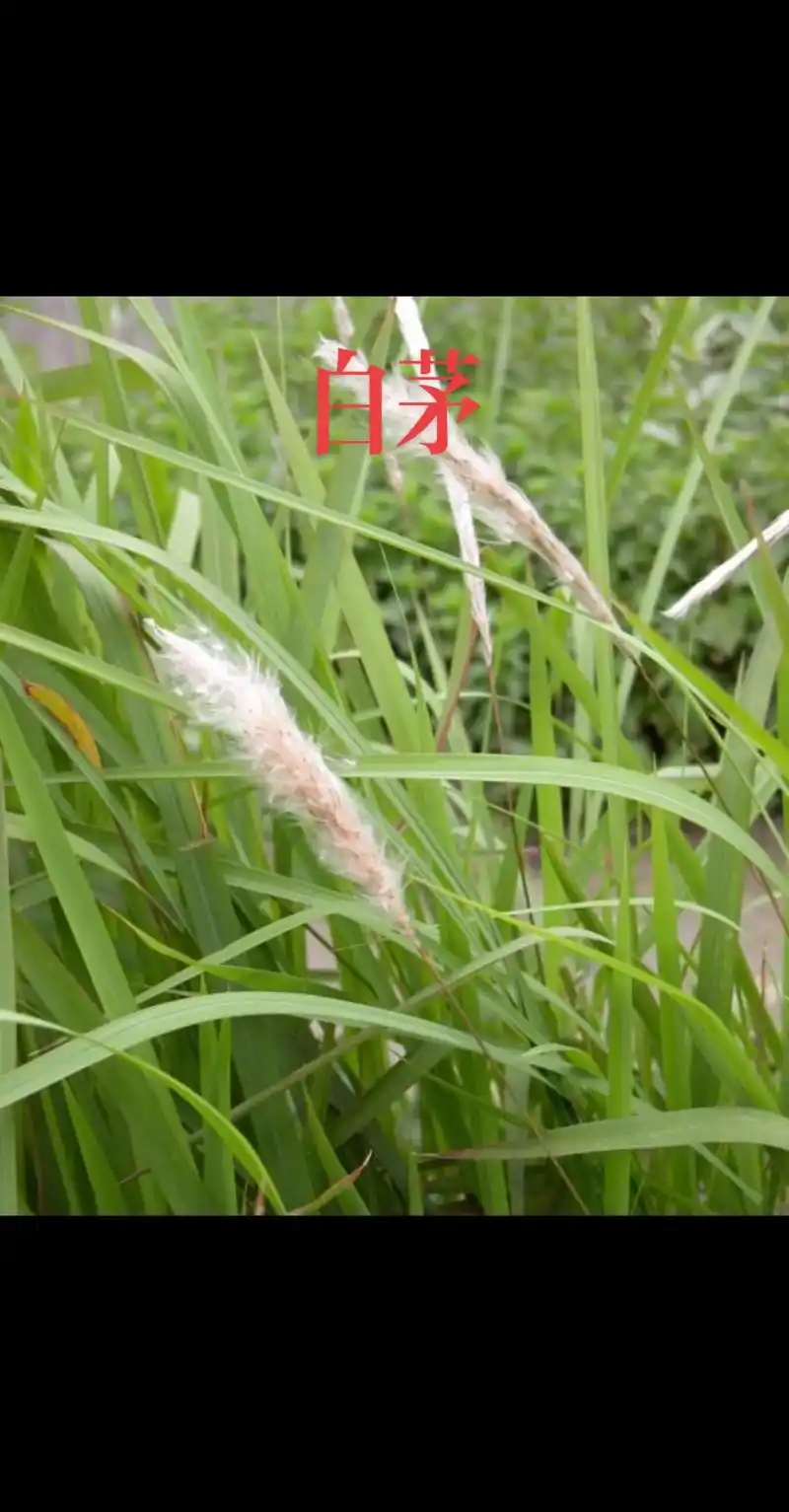 白茅根