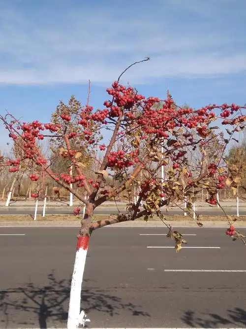 诱人的冬红海棠果