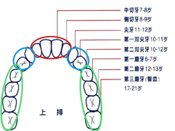 健康活动《保护牙齿》 写美篇活动名称:《保护牙齿》 活动目标: 1